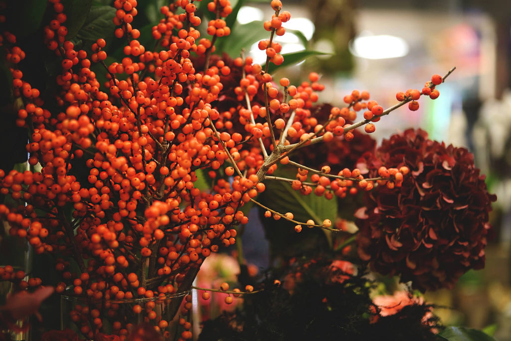 Ilex 60 cm 5 szál