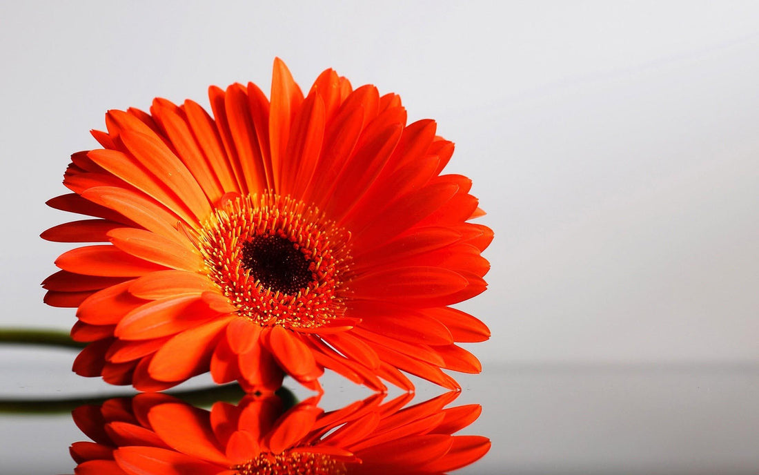 Csináld magad mini Gerbera csokor