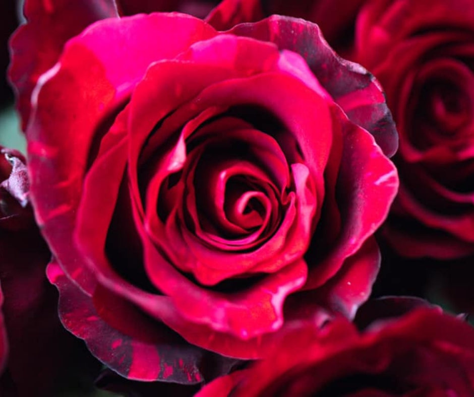 Rózsa Red-Pink 10 szál