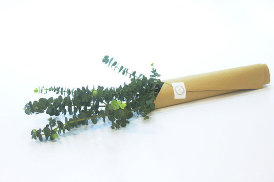 Eucalyptus Baby Blue 10 szál