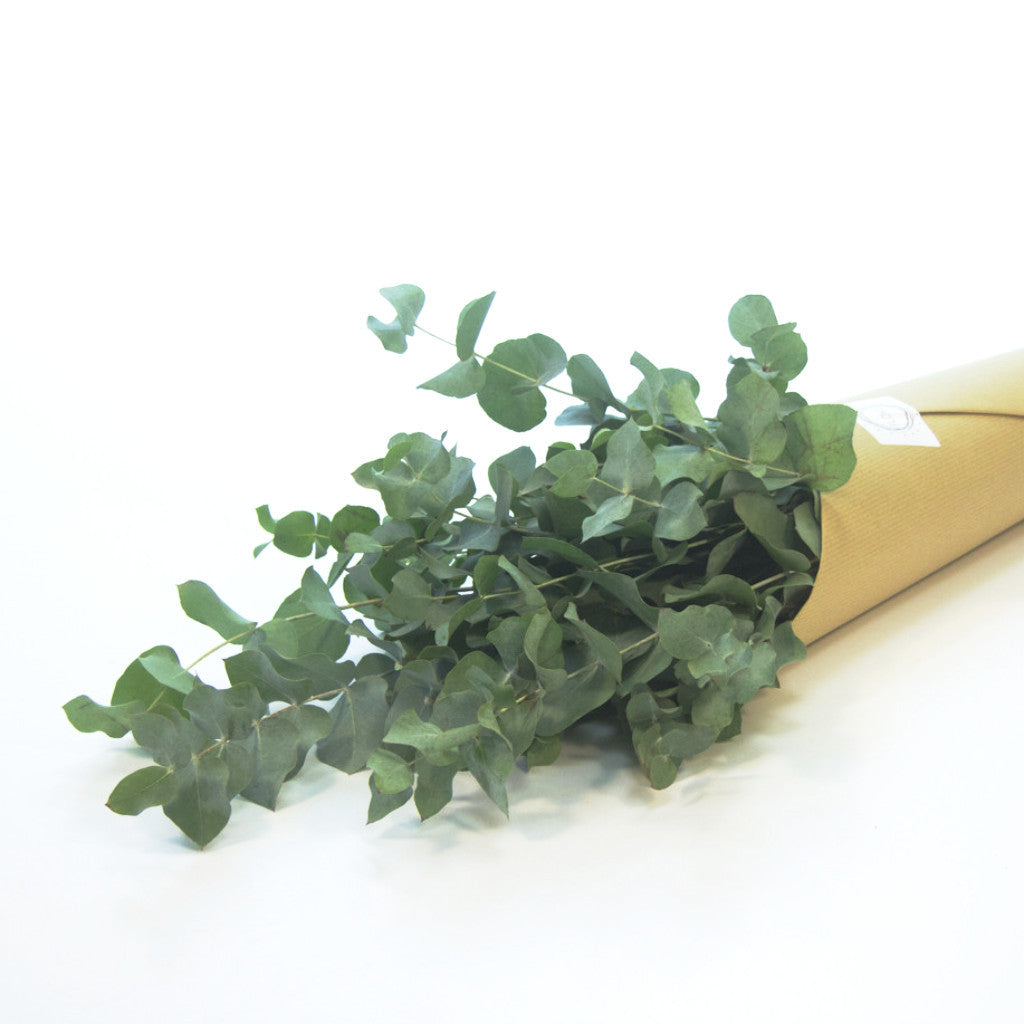 Eucalyptus Cinerea 10 szál