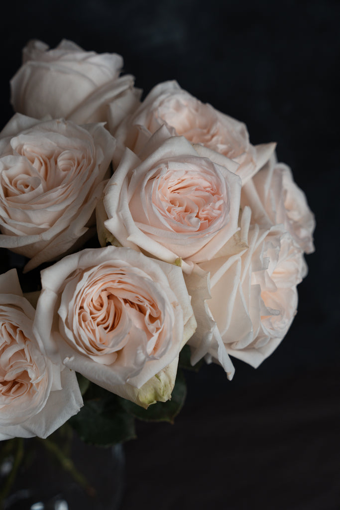 White O' Hara - Parfum rózsa / Exclusive selection 10 szál