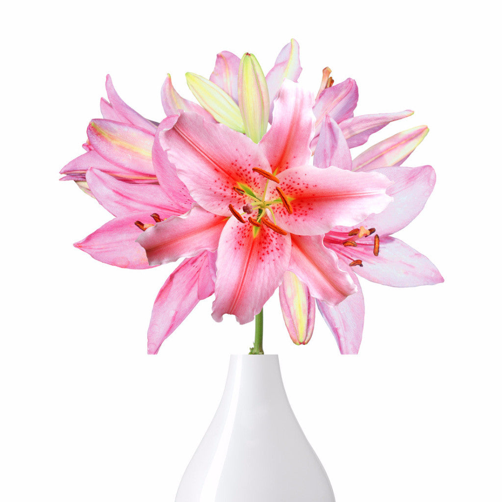 Oriental Liliom rózsaszín (10 szál)