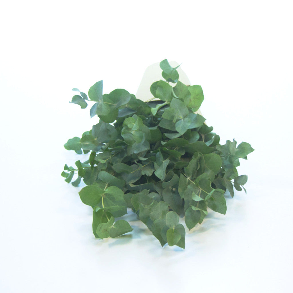 Eucalyptus Cinerea 10 szál