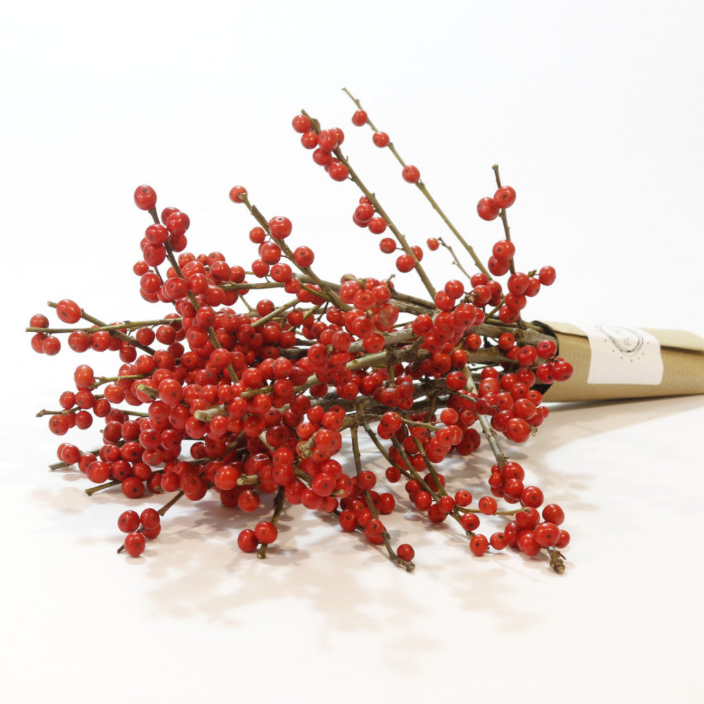 Ilex 60 cm 5 szál