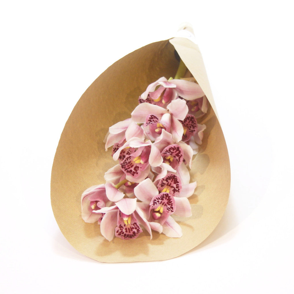 Orchidea Fehér-rózsaszín 1 szál