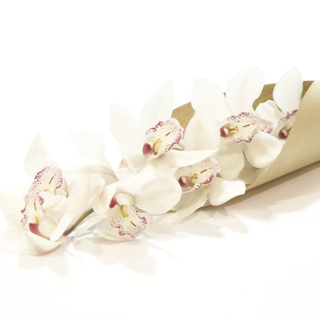 Orchidea (cymbidium) Fehér 