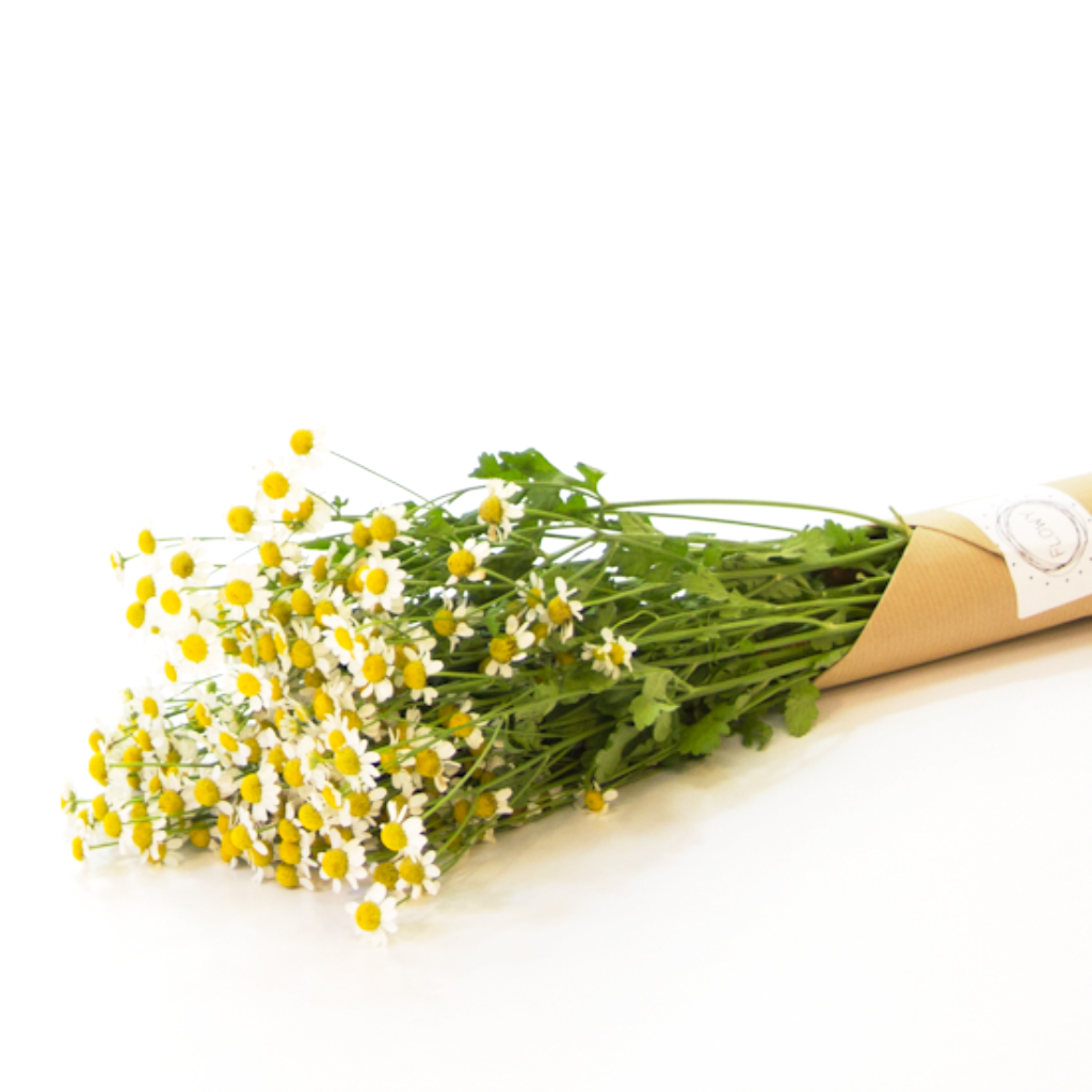 Camilla Margitvirág 25 szál - Tanacetum Victory