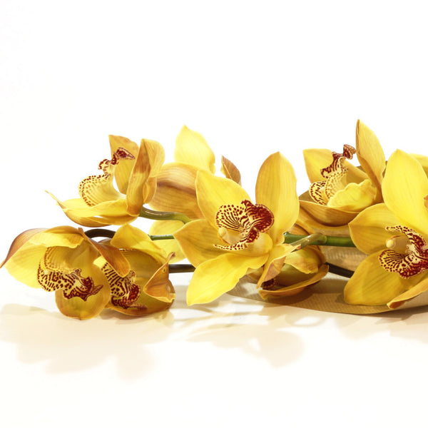 Orchidea Sárga