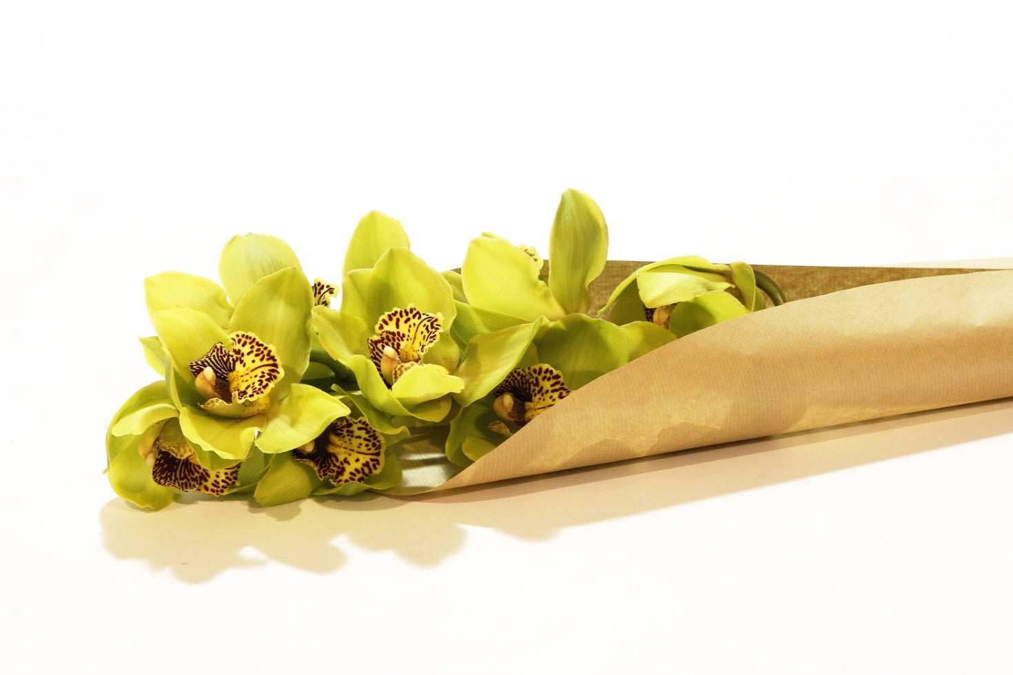 Orchidea (cymbidium) Zöld