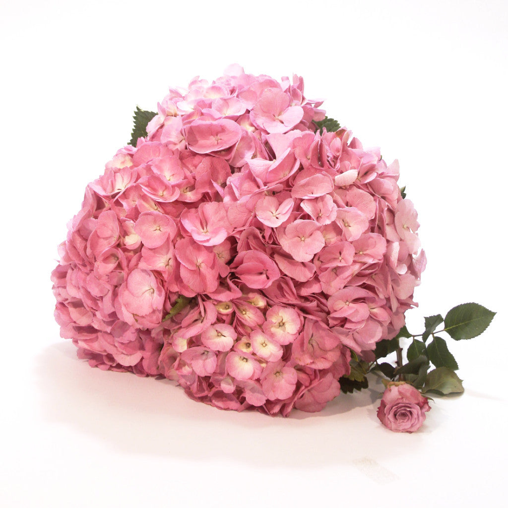 Hortenzia rózsaszín (5 szál)