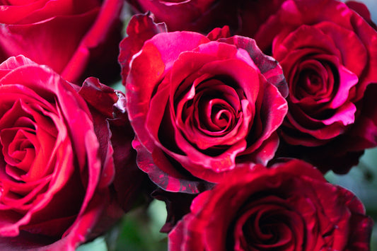 Rózsa Red-Pink 10 szál